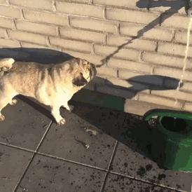funny-idiot-dogs-134-5b0678562d695__605.gif