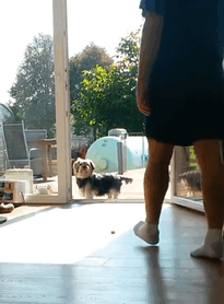 funny-idiot-dogs-304-5afd499a8aa55__605.gif
