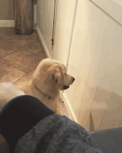 funny-idiot-dogs-4-5ae17c277f91d__605.gif